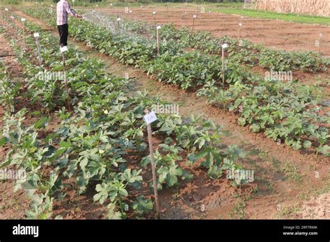 okra or lady's fingers farm with a farmer for harvest are cash crops Stock Photo - Alamy