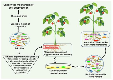 Biology | Free Full-Text | Plant Microbiome Engineering: Hopes or Hypes