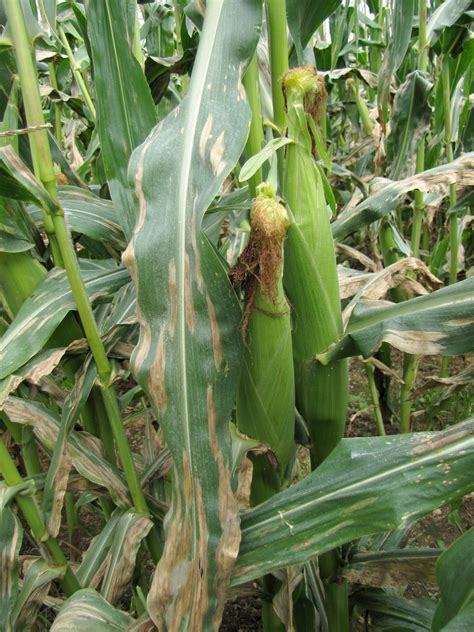 Northern corn leaf blight on sweet corn | Vegetable Pathology – Long ...