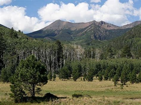 Wildlife of the Coconino National Forest - Owlcation