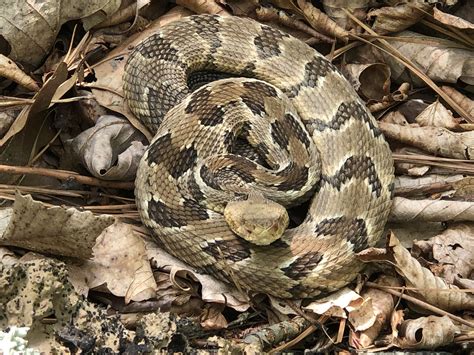 Maryland Biodiversity Project - Timber Rattlesnake (Crotalus horridus)