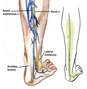 Sural nerve - Location, Function, Anatomy and Pictures