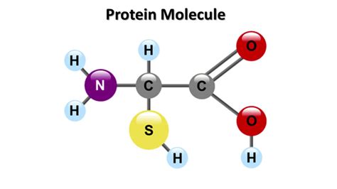 Protein molecule & The Limitations of Most Scientists' Knowledge - YouTube