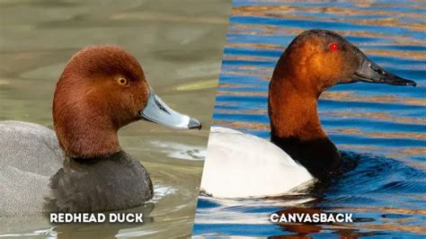 Duck Identification: Redhead Duck Vs Canvasback - The Worlds Rarest Birds