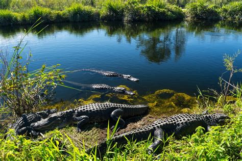 Everglades-Nationalpark in Florida - Ein schier endloses Sumpfgebiet