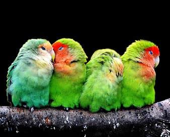 green, parrot, indian, bharat, banswara | Pikist