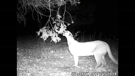 Mountain Lion On Trail Cam in Tennessee!! - YouTube