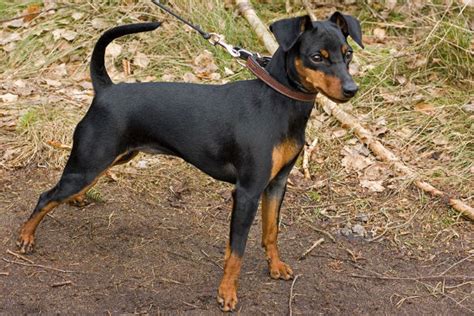 Razze di cani da guardia: le 15 migliori e più affidabili