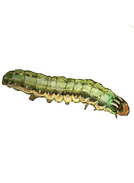 Beet armyworm, Larvae (L9219) - Frontier Agricultural Sciences