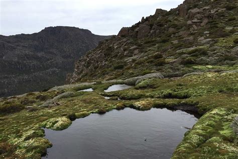 Tasmania's Mount Field National Park celebrates 100th birthday - ABC News