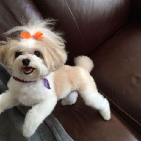 Maltipoo Hairstyles | Maltipoo haircuts, Haircut pictures, Hot hair styles