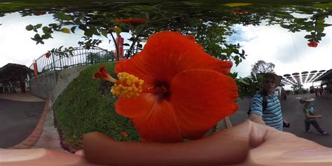 Viral3D.com - Flower_colombia