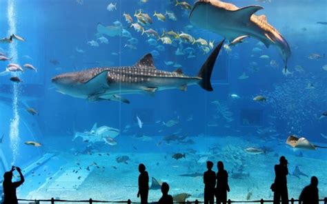 Lotte World & Lotte World Aquarium Ticket, Seoul