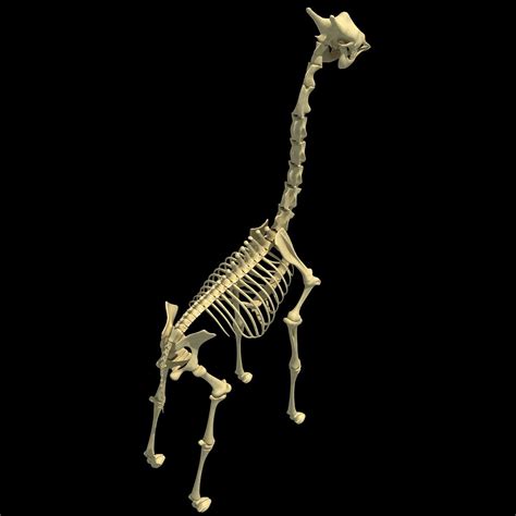 Giraffe Skeleton - Animal Skeletons – 3D Horse