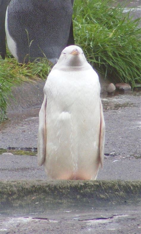 Albino Penguin doesn't care | Rare albino animals, Albino animals, Unusual animals