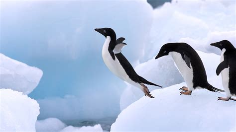 Adelie Penguin - Facts, Habitat, Behavior, Pictures, Life Cycle ...