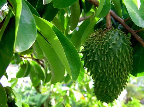 Le fruit du jour : la Guanabana ou Corossol | Costa Rica Découverte