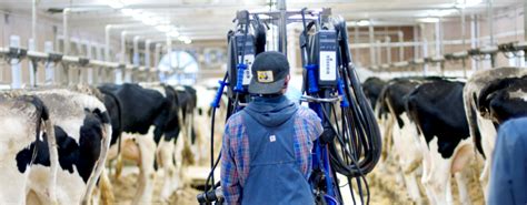 Tie Stall Pipelines | JBZ Dairy Advantage DeLaval Dealer