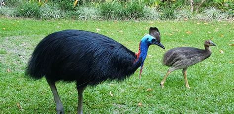 Cassowary Claw