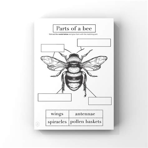 Bee Anatomy // Printable Worksheet 1 Page // Instant Download // Kids ...