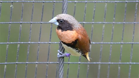 Fact Sheet: Australian Finches – The Avicultural Society of Australia