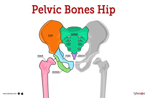 The Pelvic Girdle Structure Function Assessment, 41% OFF