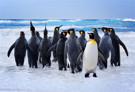 Penguins – The Flightless Birds – Impressive Nature