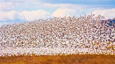 Snow geese migration at Middle Creek Wildlife Area, Lancaster County ...