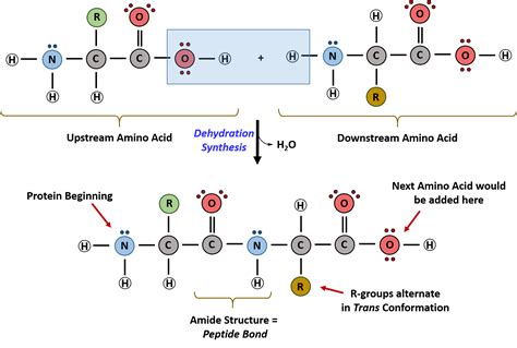 Are Proteins Made Of Amino Acids