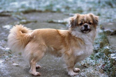 Tibetan Spaniel: Dog Breed Information - PetTime