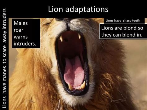 PPT - Lion adaptations PowerPoint Presentation - ID:1982602