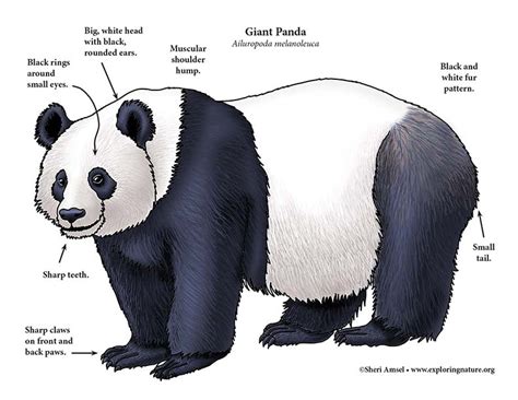 Panda (Giant)