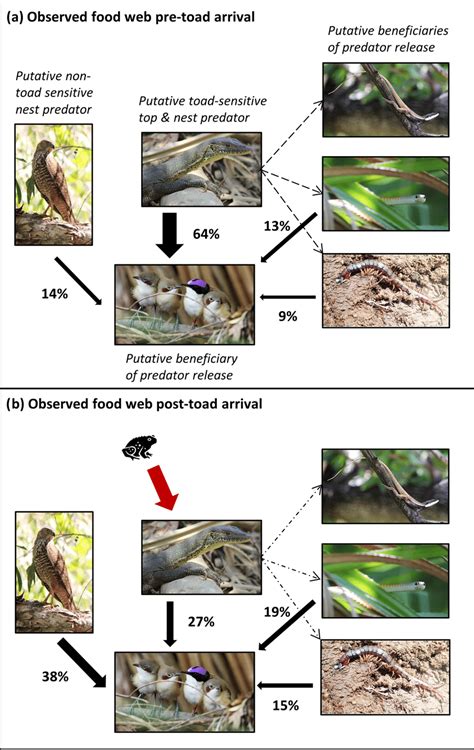 of changes in strength of trophic links following cane toad invasion at ...