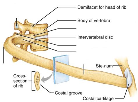 Rib landmarks Diagram | Quizlet
