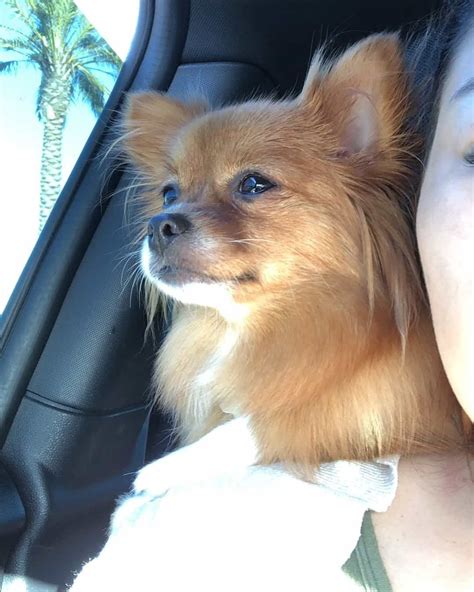 Pomeranian Chihuahua Mix For Adoption - Pets Lovers