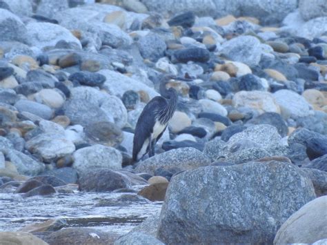 Community-led conservation of the White-bellied Heron, Bhutan | Whitley Award