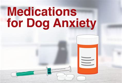 14 Medications for Dog Anxiety | PetMD