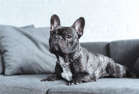 French Bulldog Colors – All Frenchie Colors Explained | PawLeaks