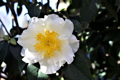 Fragrant Camellias for the Shade - Fine Gardening