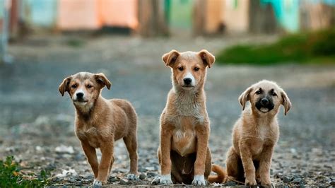 Petition · Creating local animal shelter in every town of Philippines ...