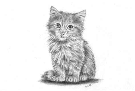 Realistic Cat Drawing at PaintingValley.com | Explore collection of Realistic Cat Drawing