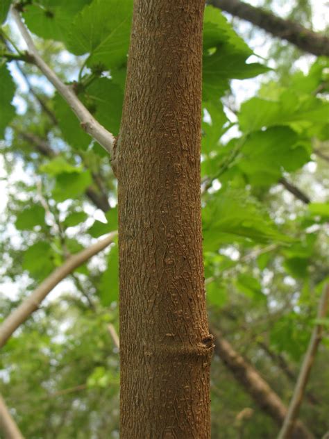 Sensible Survival: Edible Wild Plants - Wild Mulberries