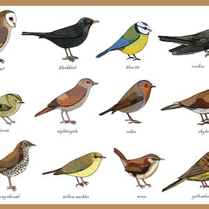 Songbirds Greetings Card Identification Chart Zoology Ornithology Bird Study Science Education ...