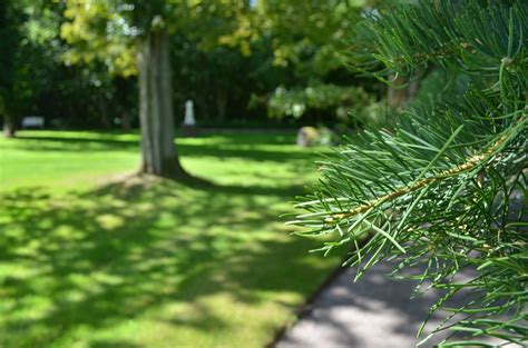 Free Images : tree, grass, lawn, meadow, flower, green, evergreen, botany, garden, fir, conifer ...