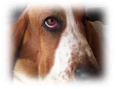 Basset Hound | Dog Training Guide