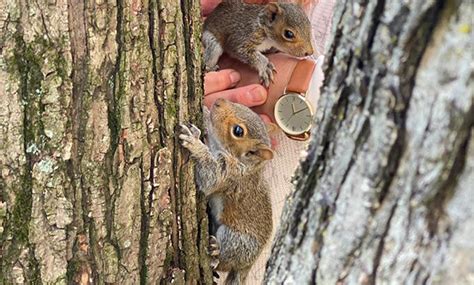 Baby Squirrels Rescue Story - Wildlife Rescue League