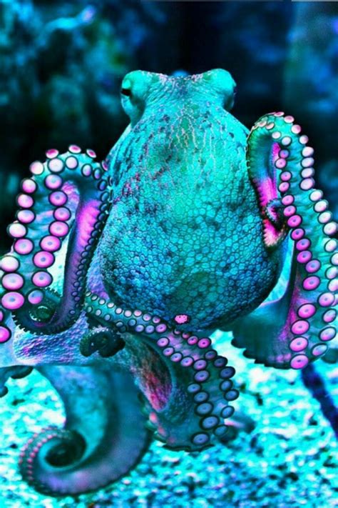 Octopus Wallpapers on WallpaperDog