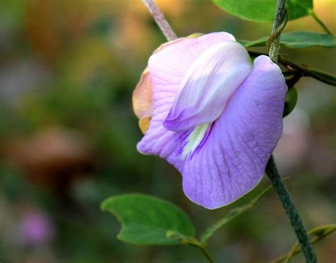 Bunga Kacang Kacangan Jawa Timur · Foto gratis di Pixabay