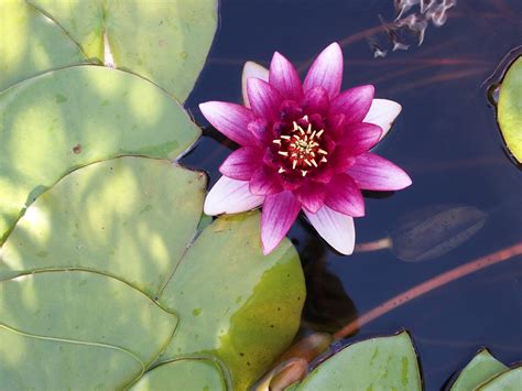 Water Lily FAQ's and Answers | Growing Water Lilies for Beginners