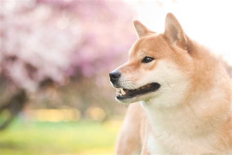 Shiba Wallpaper